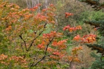 Vine Maple/Acer circinatum